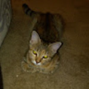 Meet your Posher, Lexy